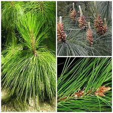 10 semi di Pinus yunnanensis, Pino dello Yunnan, semi bonsai