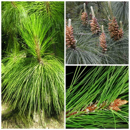 Semi pinus yunnanensis - 30,