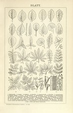 Foglia foglie forme - ,