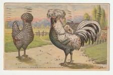 PADOVA GALLINA RAZZA PADOVANA