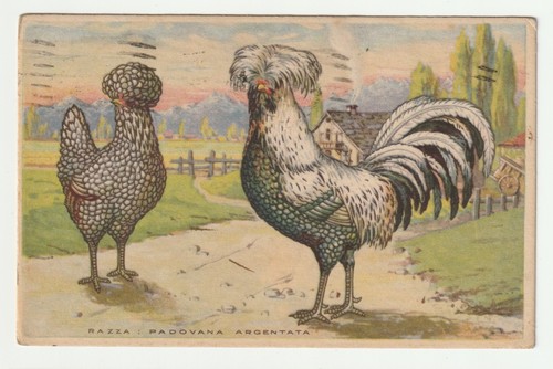Padova gallina razza padovana - padova,