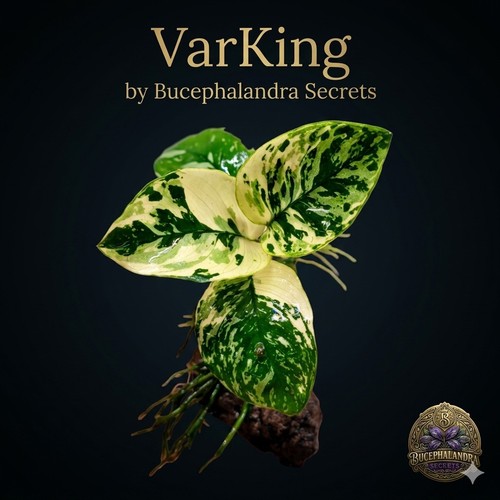Anubias varking - anubias, sp.