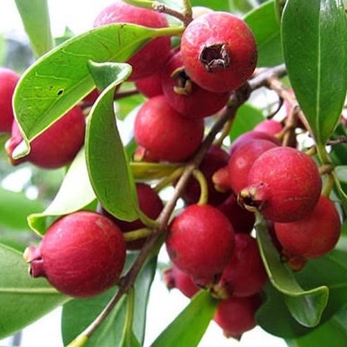 Pianta guava fragola - di,