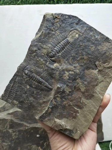 540 million year old cambrian - old,