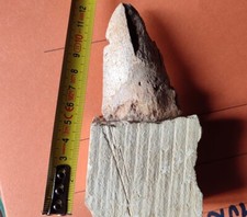 Dente squalo fossile - di,