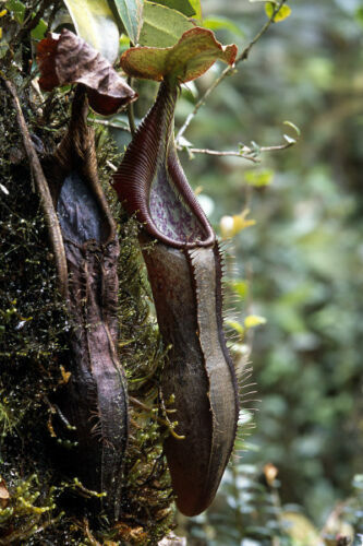 Nepenthes izumiae pianta - nepenthes,