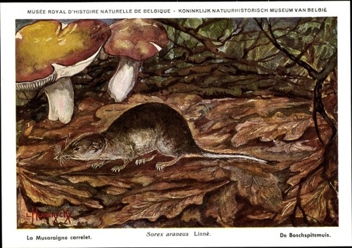 Cartolina artista sorex - cartolina, d'artista