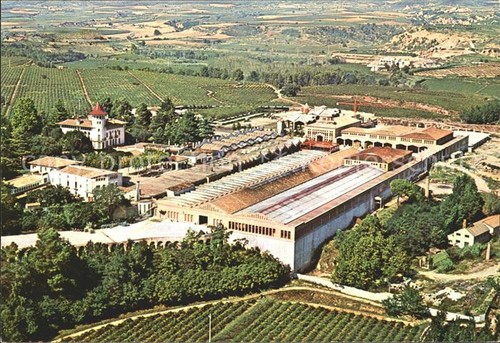 Vino cavas codorniu - vino,