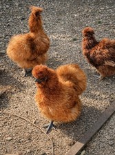 UOVA FERTILI FECONDE MOROSETA
