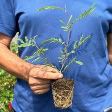 Mimosa "Acacia dealbata"