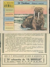 R@R@ FIGURINA DEL REGNO ANIMALE COLLEZIONE 1955- IL TRICHECO