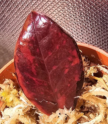 Zamioculcas zamiifolia nero - zamioculcas,
