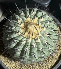 Copiapoa cinerea autoradicata