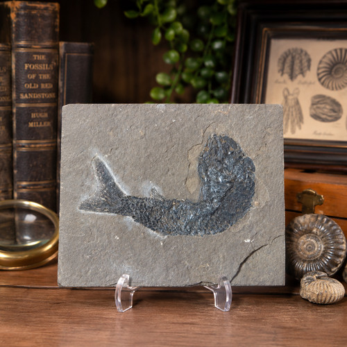 Rare fossil fish pholidophorus - rare,