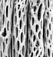 Cholla Wood 35 Pezzi Vasche