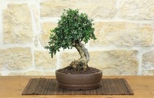 Bonsai di Olivastro (275)