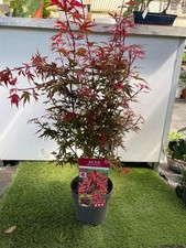 Acero Acer shaina giapponese