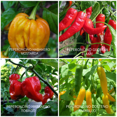 100 semi peperoncini 4 - semi, in