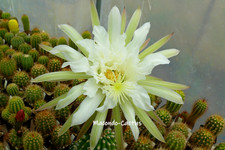 "PAPAGEI" Echinopsis Hybride