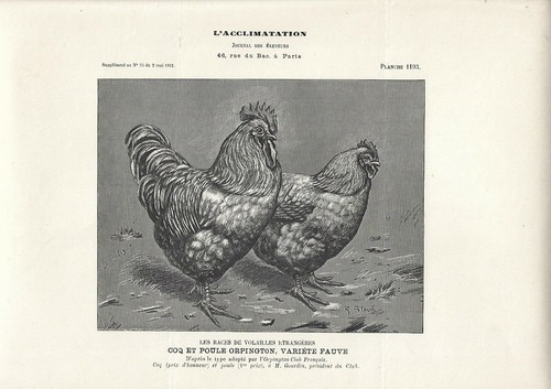 Stampa antica gallo gallina - e,