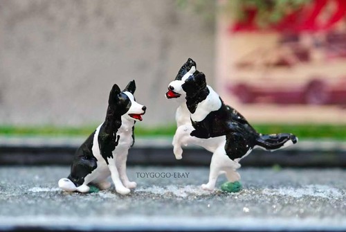 Coppia border collie - border,