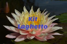 3 piante laghetto: 1 ninfea