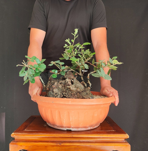 Pre bonsai ceppaia leccio - pre,