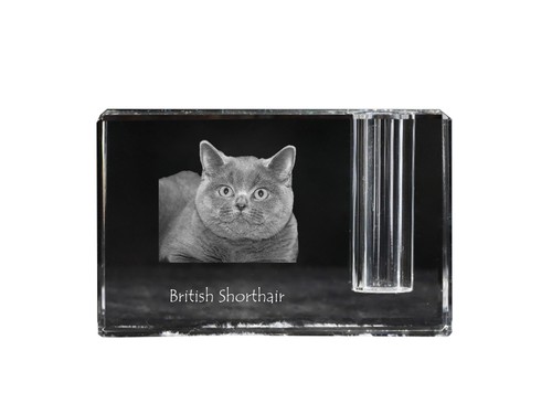 British shorthair - british,