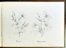 Album con 12 disegni a matita