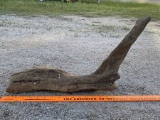 Driftwood Pesce Anatra