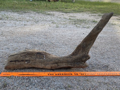 Driftwood pesce anatra - driftwood,