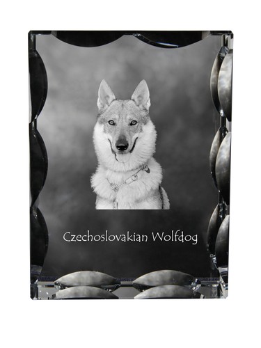 Cane lupo cecoslovacco cornice - cecoslovacco,