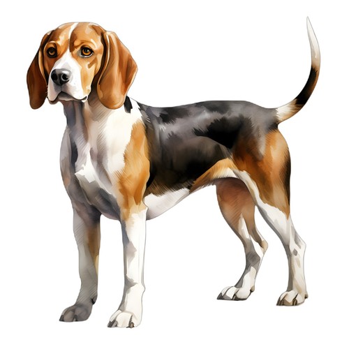 Adesivi beagle - adesivi, auto