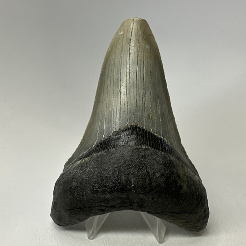 Dente squalo megalodonte - di,