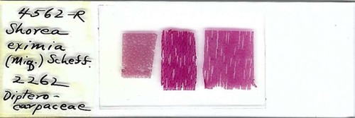 Scivolo microscopio shorea - scivolo,