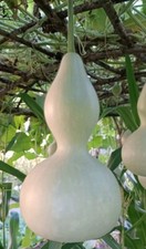 Zucca bottiglia kalebasse - in,