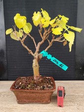 bonsai di gelso h 39 cm visita