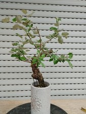 Bonsai di Populus Alba, Papola