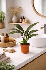 Aspidistra Milky Way palma da