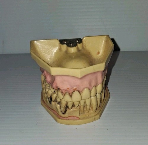 Espositore dentale denti