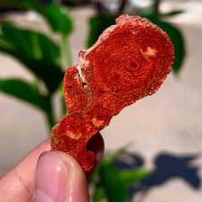 Campioni minerali marini