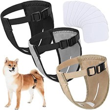 Femmina Animale Domestico Cane