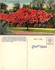 VTG Postcard - Royal Ponciana