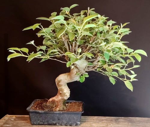 Bonsai melo giapponese - giapponese,, kaido