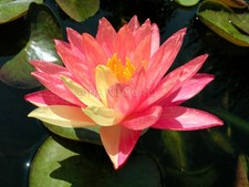 1 pianta di ninfea WANVISA