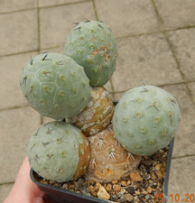 Tephrocactus geometricus