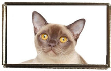 Burmese Cat Pet Silver Colour