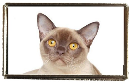 Burmese cat pet silver colour - burmese,