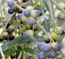 Albero olivo nolca - albero,