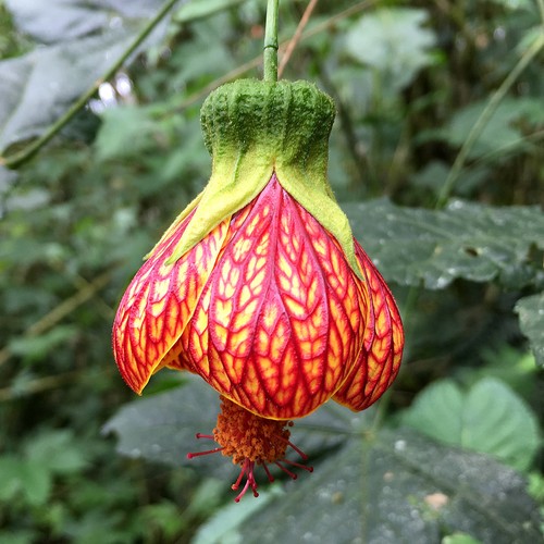 Abutilon pictum lanterna - abutilon,